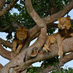 combining-tree-climbing-lions-with-gorilla-trekking