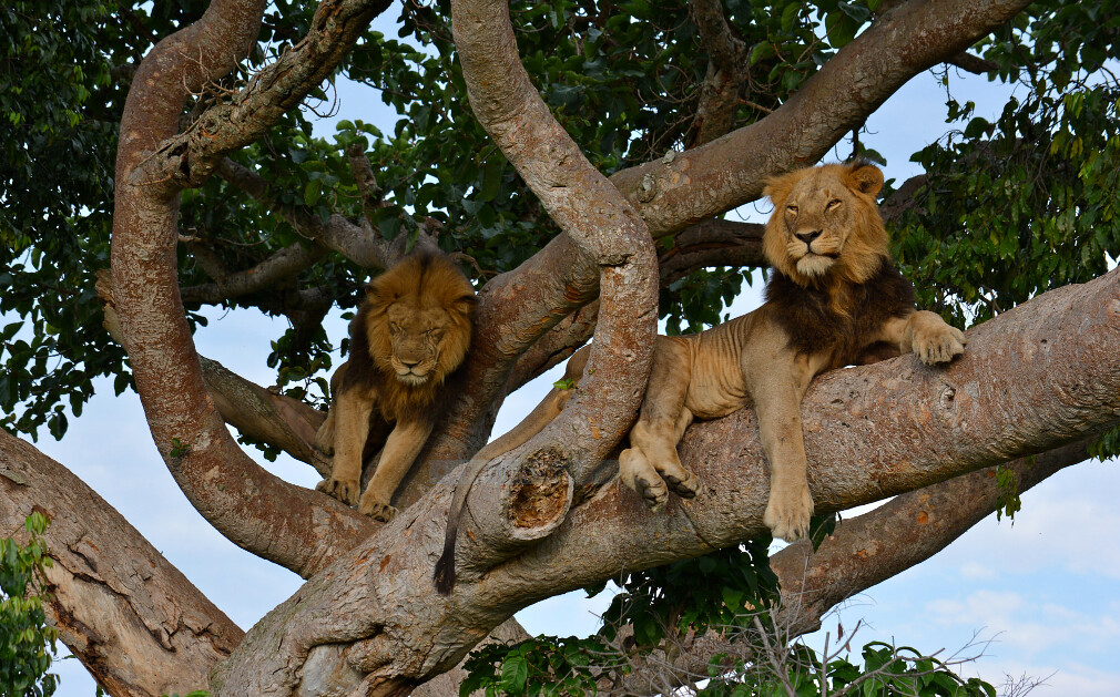 Tree Climbing Lions