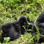 Choosing a Uganda Safari